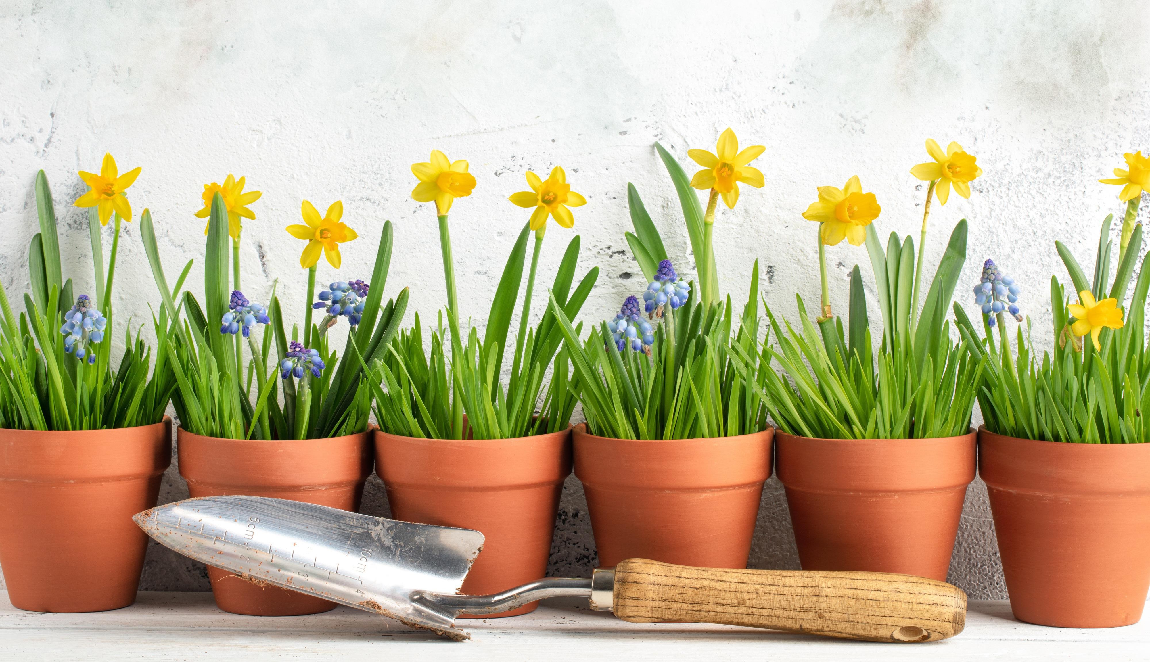 Gartenbild mit Pflanzen und Werkzeugen