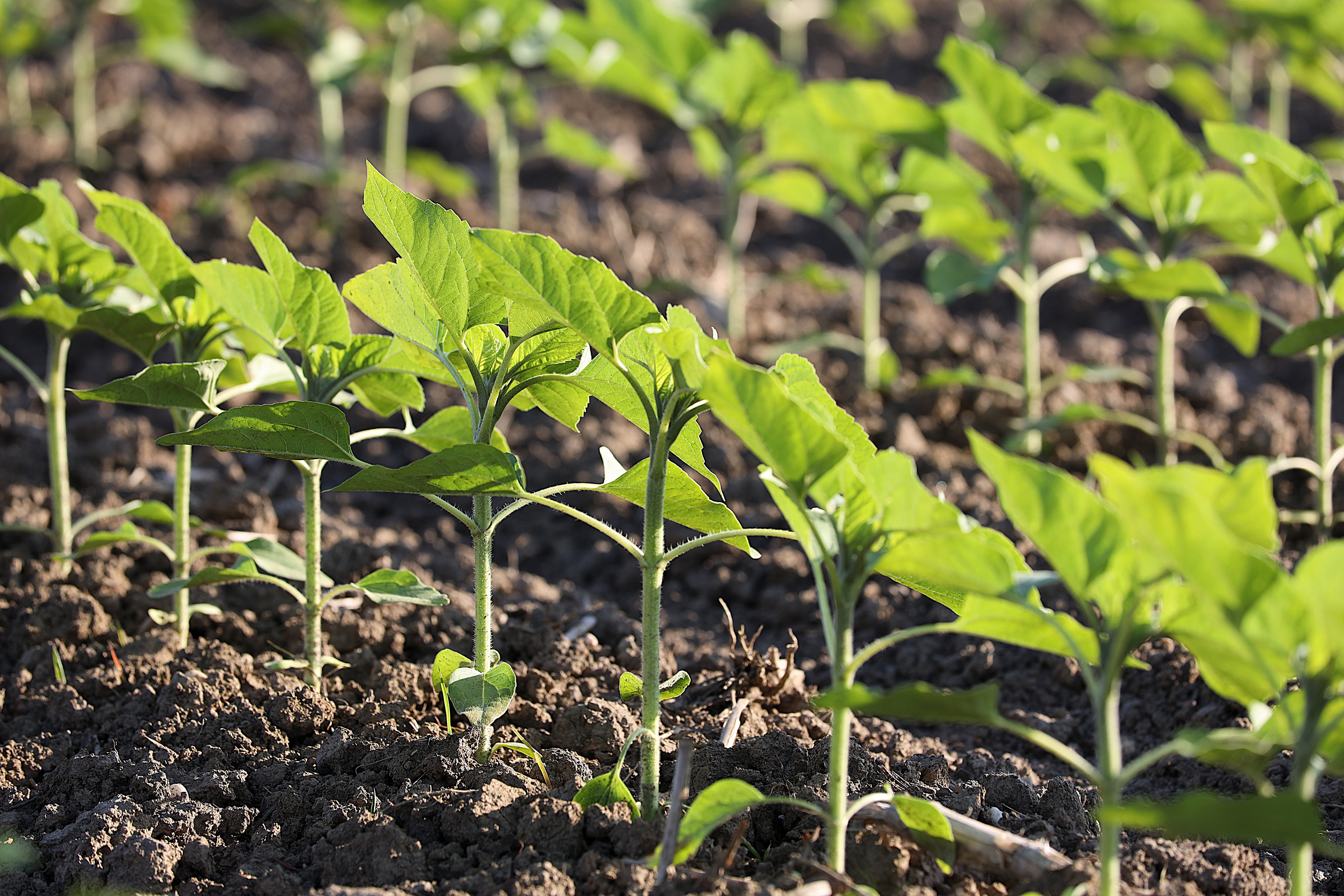 Jungpflanzen in Erde mit Gartenhandschuhen